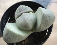 Pleiospilos nelii split d'occasion  Expédié en Belgium