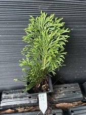 Emerald green arborvitae for sale  Martin