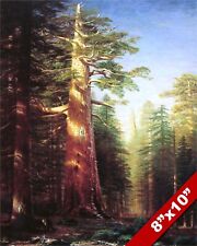 Majestic giant sequoia for sale  South Jordan