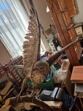 Ausgestopfter habicht gebraucht kaufen  Flörsheim