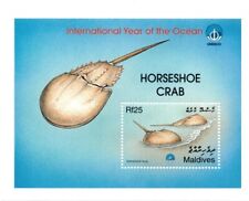 horseshoe crab for sale  Brooklyn