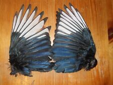 Dried magpie wing for sale  ABERDEEN