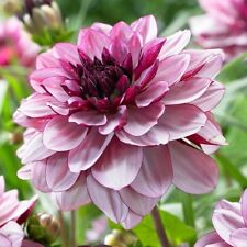 Dahlia decorative crème for sale  CANTERBURY