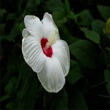 Seeds pure white for sale  Goldsboro