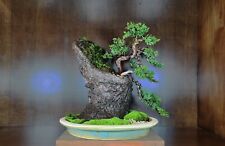 Bonsai ishizuki ginepro usato  Catanzaro