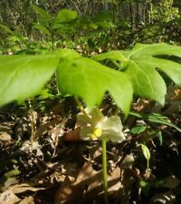 Wild gathered mayapple for sale  Blacksburg