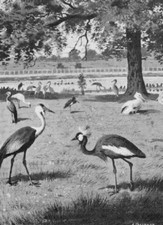 Archibald thorburn print for sale  UK