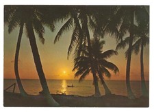 Sunset coconut trees for sale  Circleville