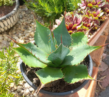 Agave montana hybride gebraucht kaufen  Mönchengladbach