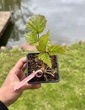 Raspberry plants full for sale  Lake Zurich