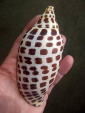 Giant size scaphella for sale  Tallahassee