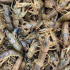 Crayfish sale buy for sale  Martinsville
