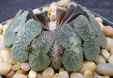 haworthia for sale haworthia for sale Porter Ranch