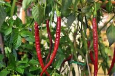 Pimenta gigante orgânica Long John 1 pé de comprimento pimenta resistente a doenças 50 sementes comprar usado  Enviando para Brazil
