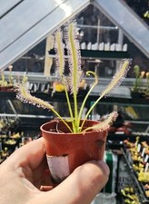 Drosera capensis bare for sale  NORWICH
