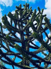 Araucaria araucana usato  Italia