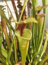Sarracenia leah wilkerson usato  Lanciano