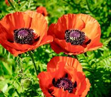 1400x poppy papaver for sale  DEWSBURY