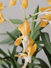 Vanda joannah delight gebraucht kaufen  Ennepetal