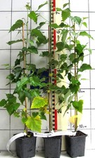 Betula pendula heimische gebraucht kaufen  Bad Bergzabern