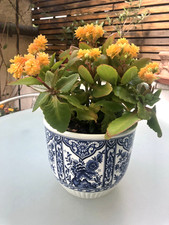 übertopf blumen boch gebraucht kaufen  Hanau