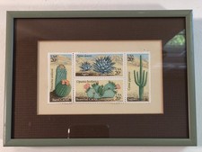 Cactus desert plants for sale  Nashville