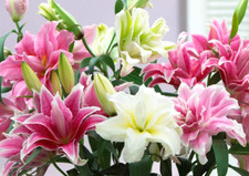 Roselily flower bulbs for sale  Manitowoc
