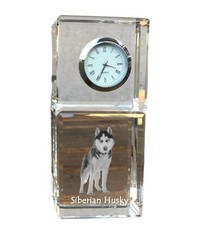 Siberian husky cane usato  Spedire a Italy