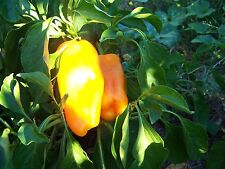 Paprika snack minipaprika gebraucht kaufen  Muldestausee