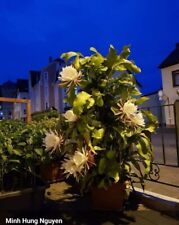 Järhige epiphyllum xypetalum gebraucht kaufen  Linz