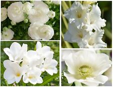 50x summer flowering for sale  CRAWLEY