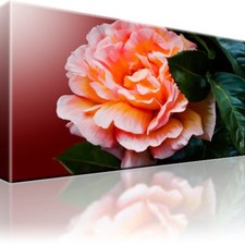 Rose blume pflanze gebraucht kaufen  Deutschland
