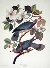 John james audubon for sale  New York