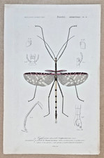 Color engraving insect d'occasion  Expédié en Belgium