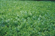 Lb. trophy forage for sale  Lexington