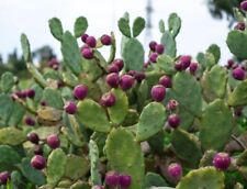 Opuntia basilaris prickly for sale  Cream Ridge