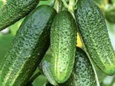 Semi cetriolo gigante usato  Italia
