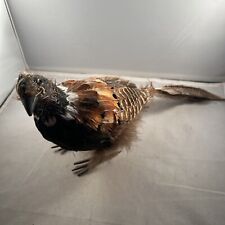 Ring neck pheasant for sale  Marietta