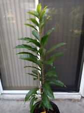 Grafted canistel ross for sale  Palm Bay