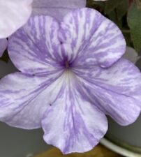 Achimenes cottleya rhizomes d'occasion  Rosans