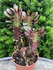 Euphorbia trigona rubra gebraucht kaufen  Deutschland