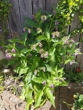 Russian comfrey plant for sale  MIDDLESBROUGH