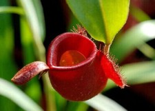 Nepenthes ampullaria rosso usato  Italia