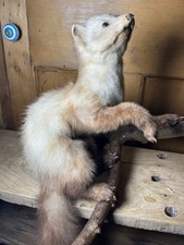 Taxidermy ferret stoat for sale Taxidermy ferret stoat for sale  LANCASTER