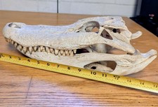 Alligator skull . for sale  Shawano