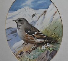 Robin reckitt original for sale  BARNSTAPLE
