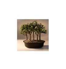 Portulacaria afra indoor for sale  Patchogue
