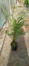 Date palm gallon for sale  Fountain