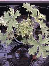 pelargonium for sale pelargonium for sale  NORTHWICH