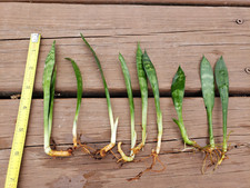 plants dracaena deremensis for sale plants dracaena deremensis for sale Louisville